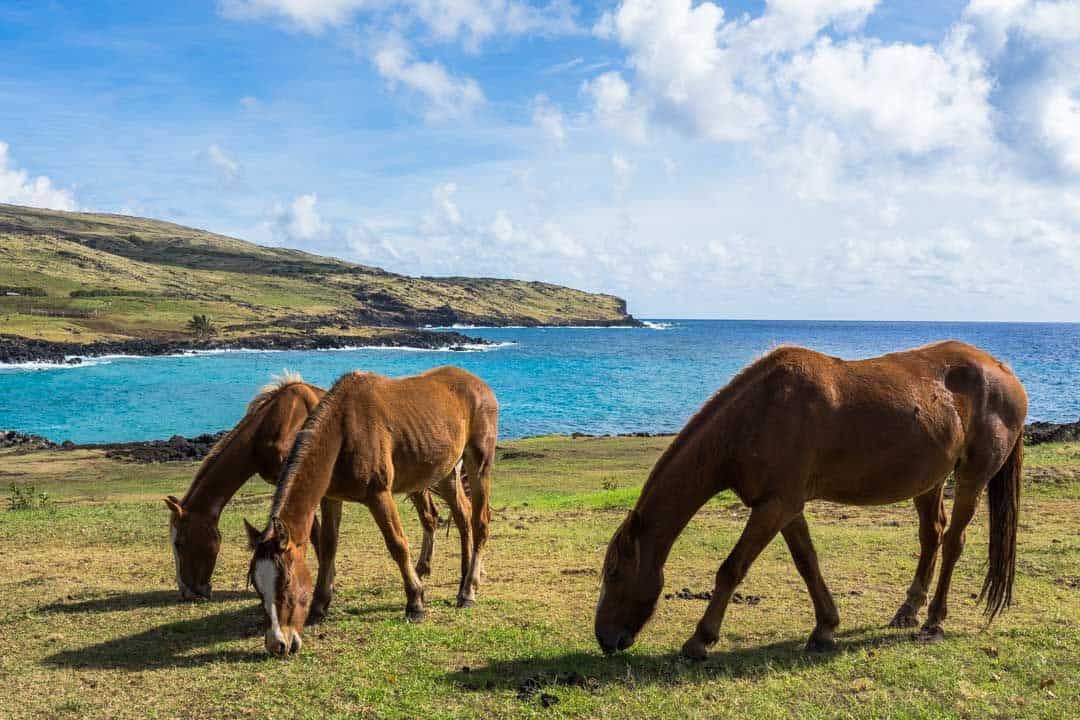 Horse Riding Things To Do In Easter Island