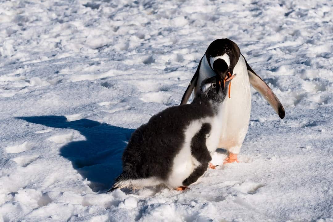 Penguins Camping In Antarctica