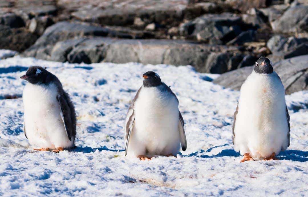 Penguins Things To Do In Antarctica