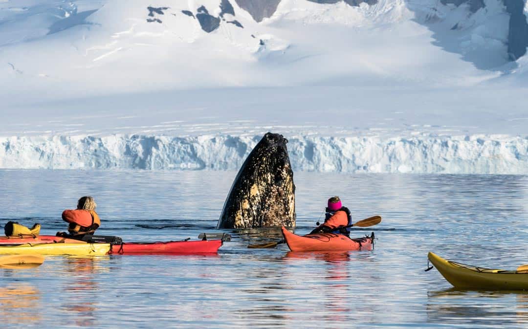 Whale Watching Things To Do In Antarctica