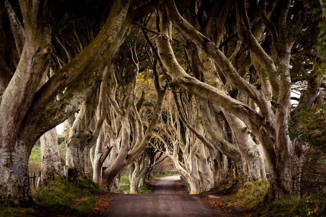 Dark Hedges Game Of Thrones Northern Ireland Road Trip Campervan
