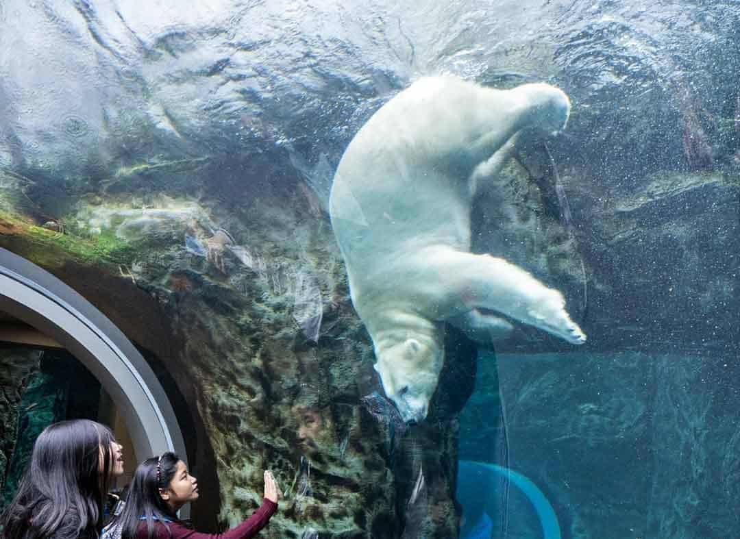 Polar Bear Assiniboine Park Zoo