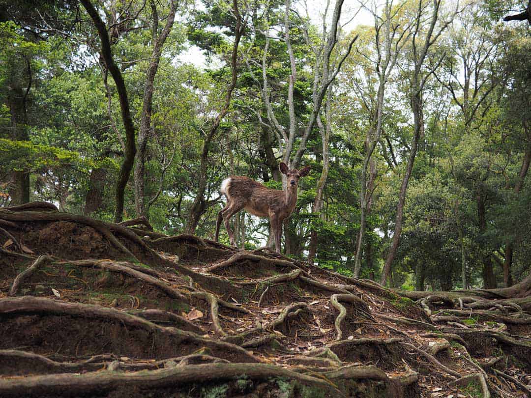 Deer, Nara Park, Japan, Nara, Woods