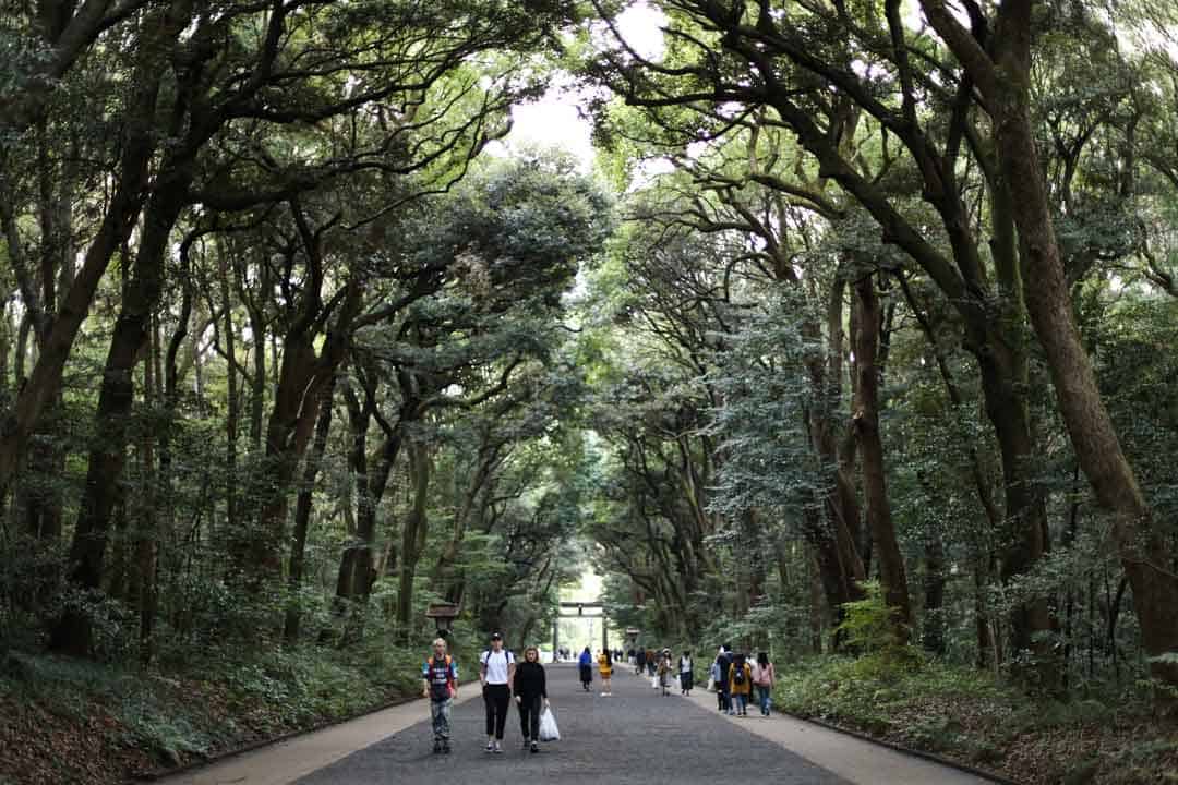 Meiji Shrine, Forest, Japan