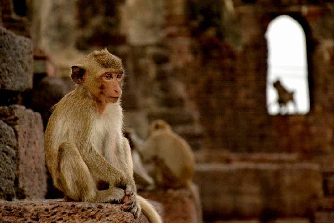 Lopburi, Thailand, Monkey