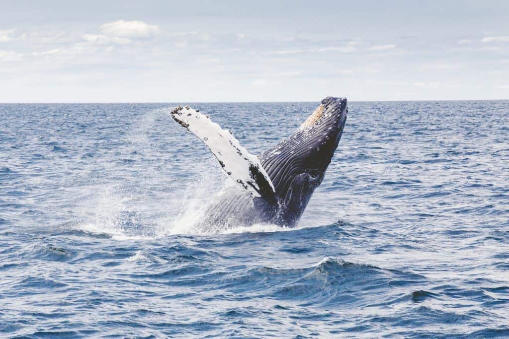 Whales Okinawa Activities