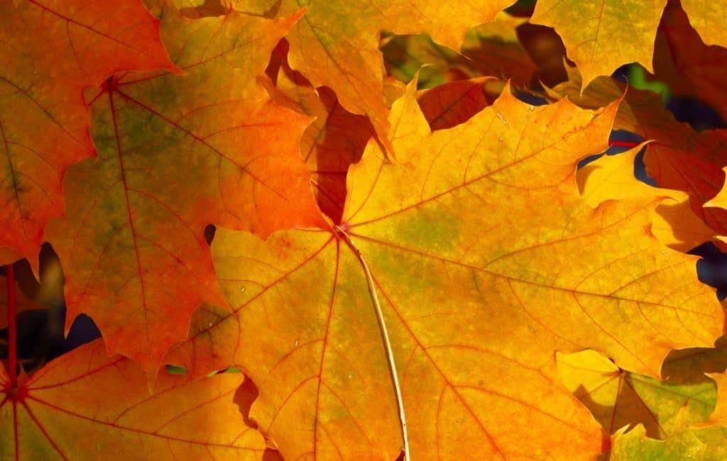 Korankei Maple Leaves