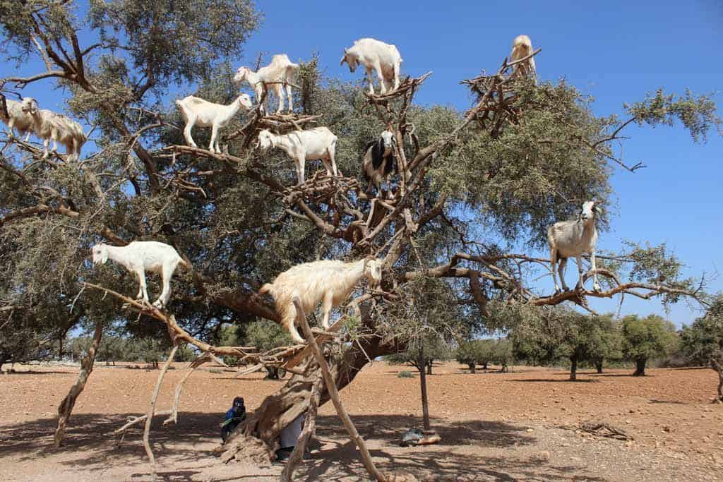 Essaouira Goats In Trees