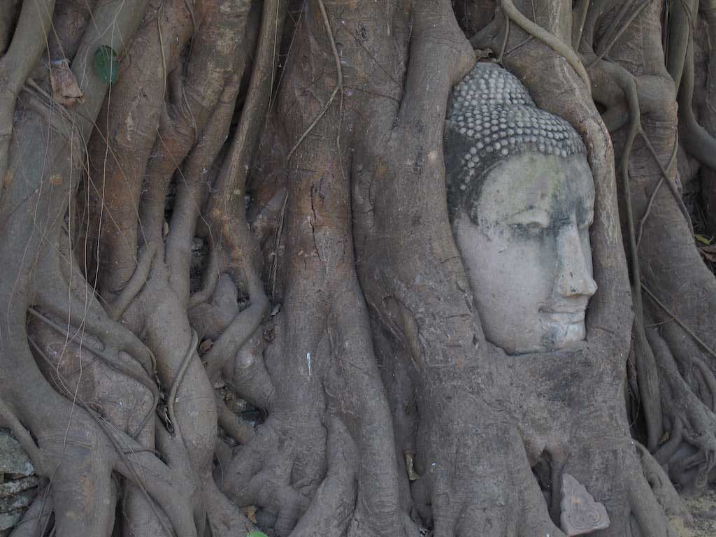 Ayutthaya Buddha Head Day Trips From Bangkok