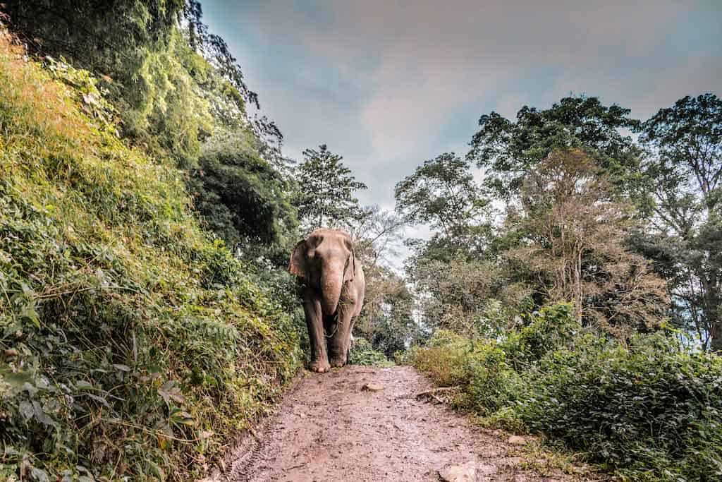 Elephants In The Wild