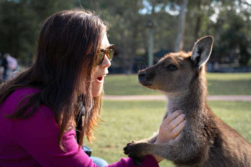 Kangaroo Petting Australian Reptile Park