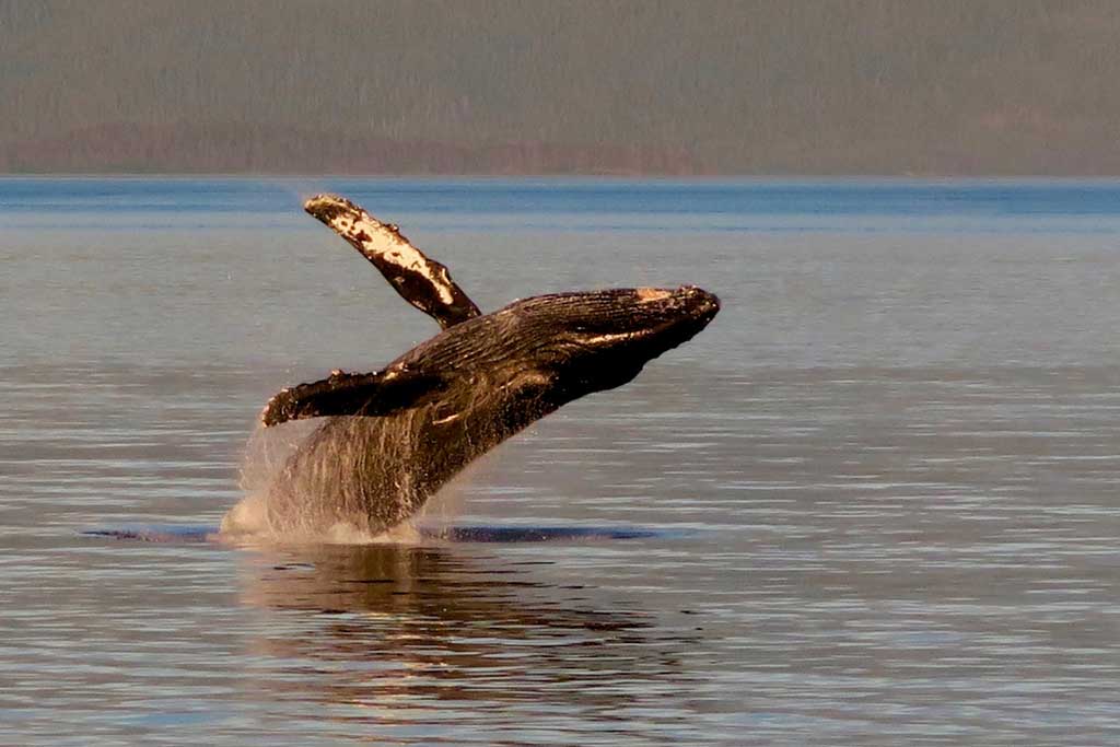Nova Scotia Humpback Whale Watching