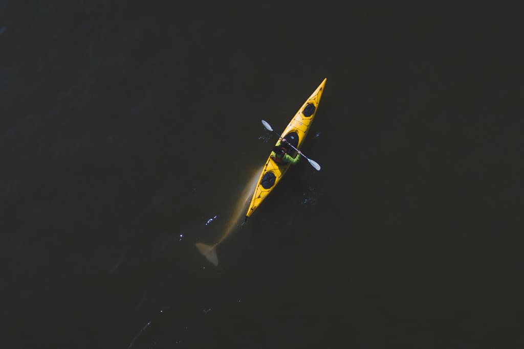 Kayaking With Beluga Whales