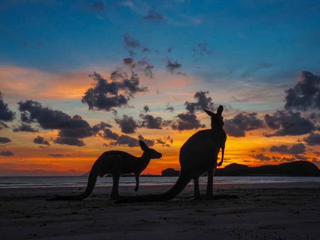 Cape Hillsborough Kangaroos Sunrise